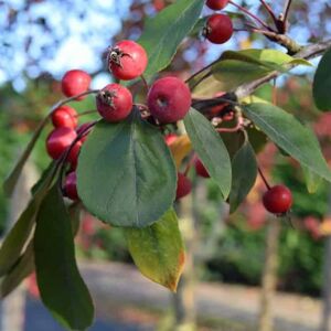 Malus × moerlandsii 'Profusion' 12-14 HS